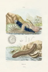 Pepinos do Mar, 1833-39